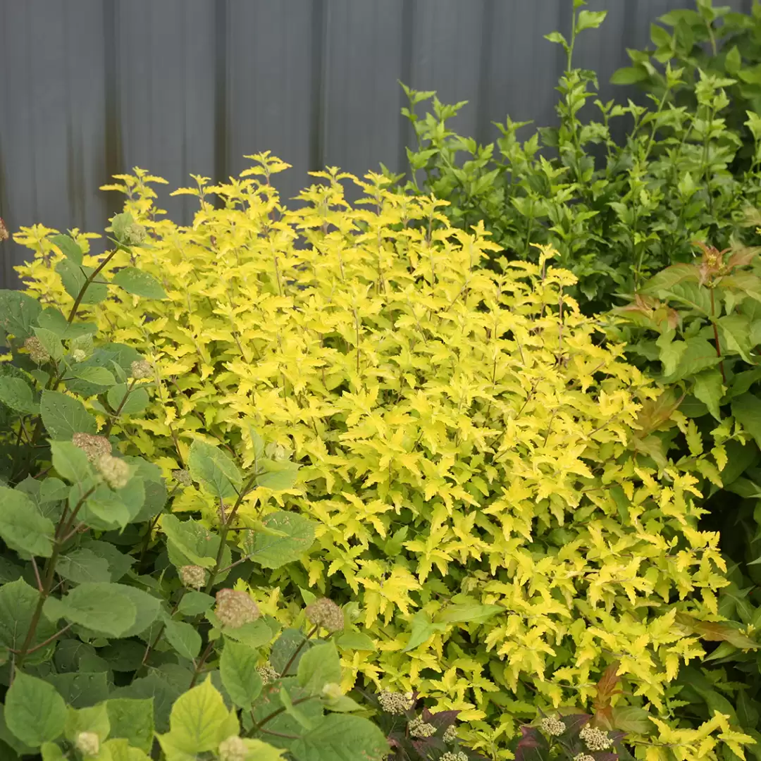 Sunshine Blue II Caryopteris with bright golden foliage